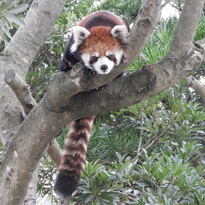 大島公園動物園の画像