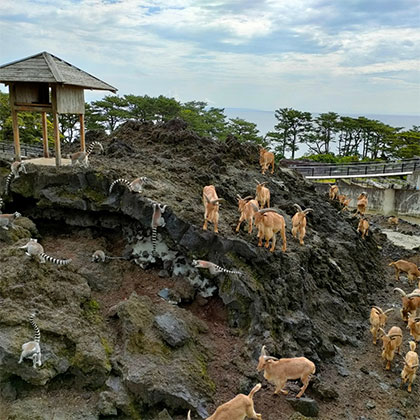 大島公園動物園の画像2
